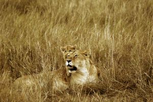 Lioness and Cub at Masai Mara